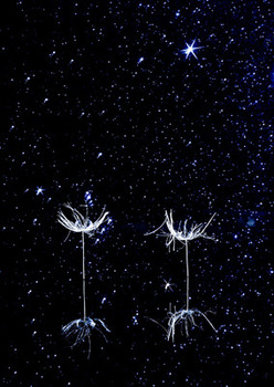 アカネリウム.jpg