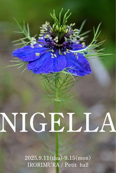 202509nigella.jpg